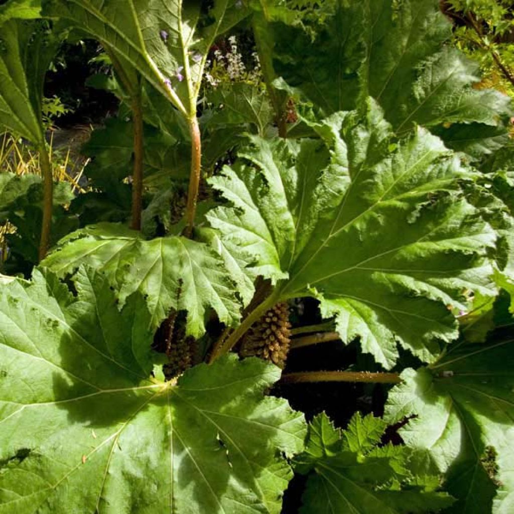 Gunnera manicata - Rhubarbe du Brésil en pot 3L.