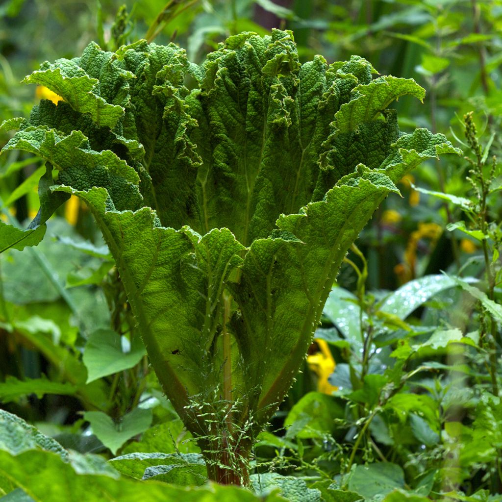 Gunnera manicata - Brazilian Giant-rhubarb