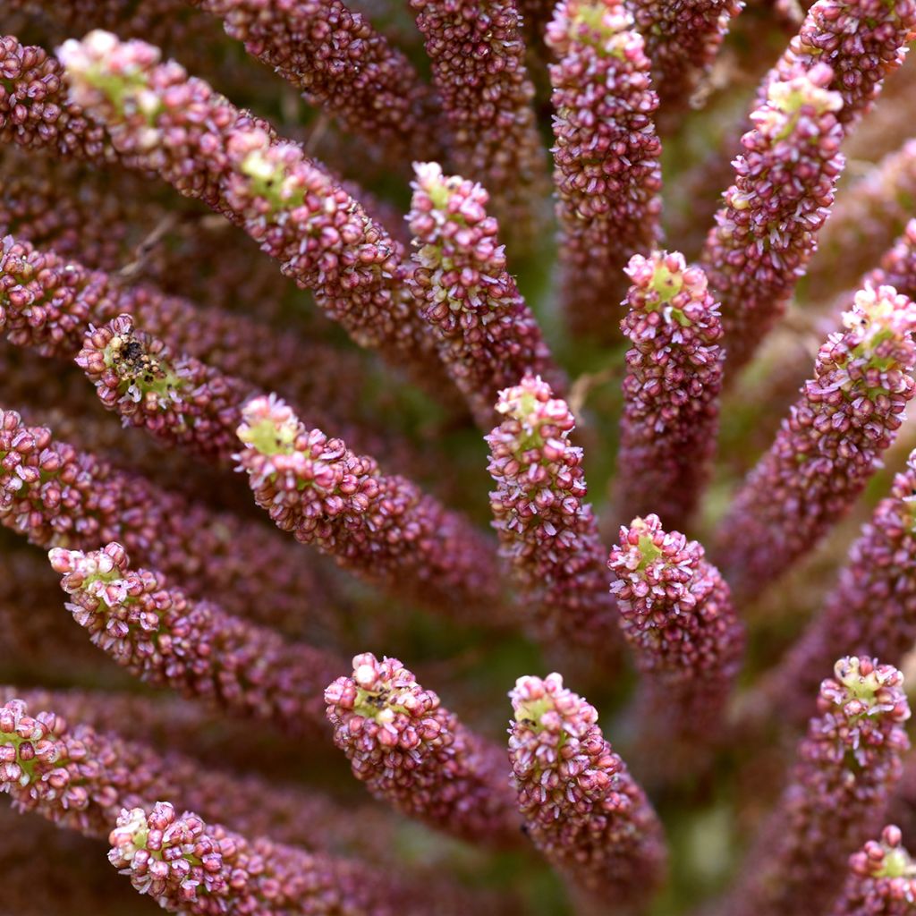 Gunnera manicata - Brazilian Giant-rhubarb