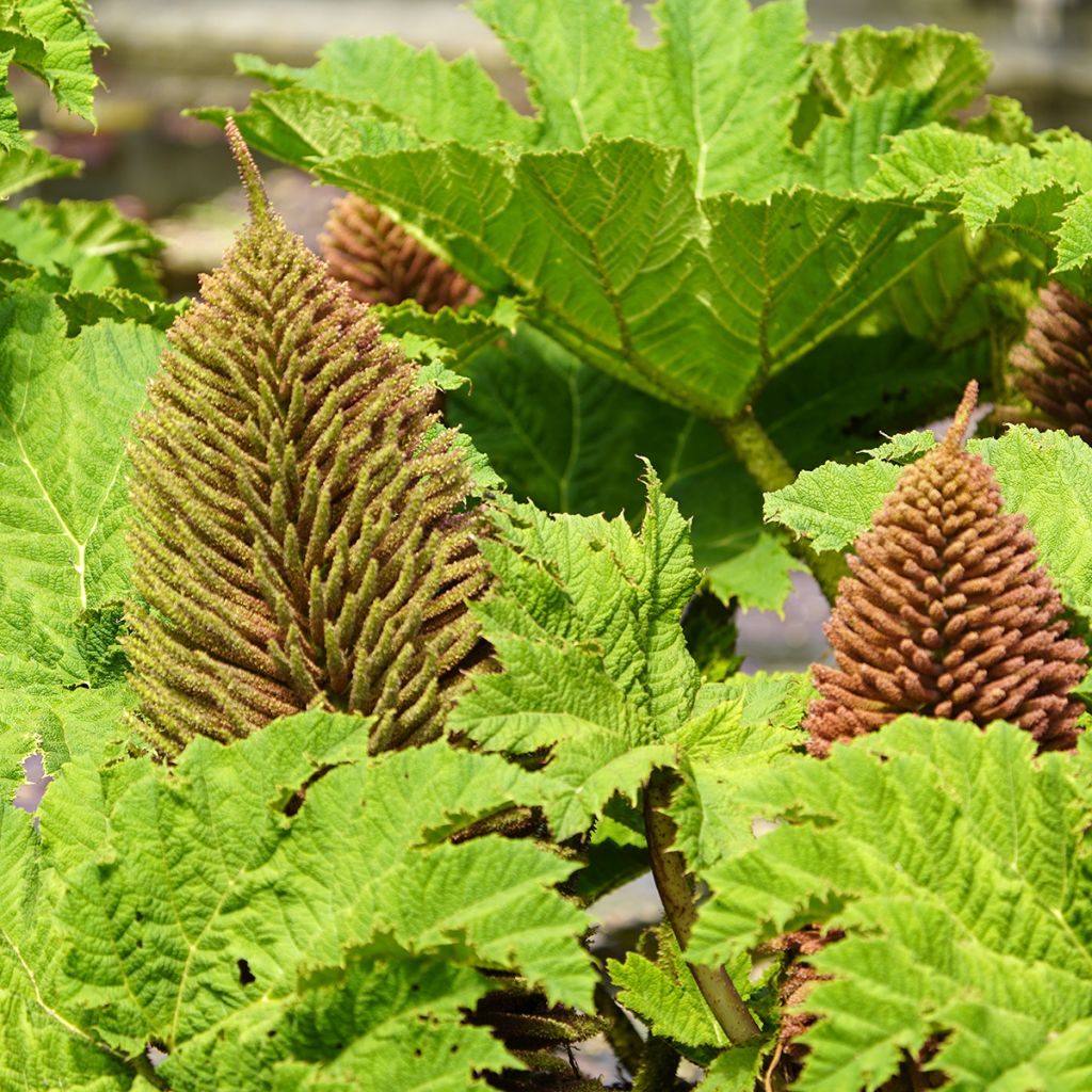 Gunnera manicata - Brazilian Giant-rhubarb