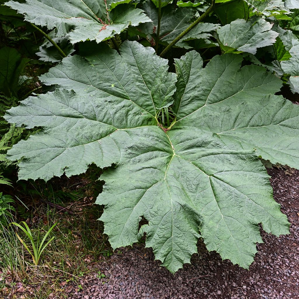 Gunnera manicata - Brazilian Giant-rhubarb