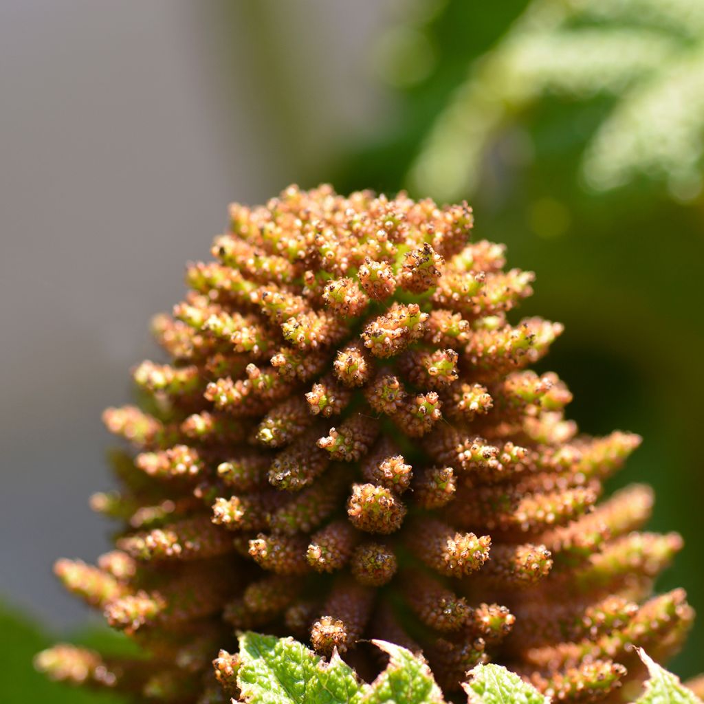 Gunnera manicata - Brazilian Giant-rhubarb