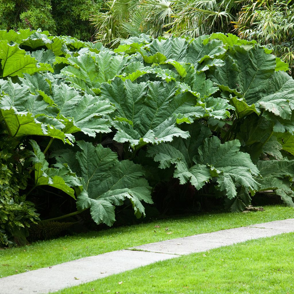 Gunnera manicata - Brazilian Giant-rhubarb