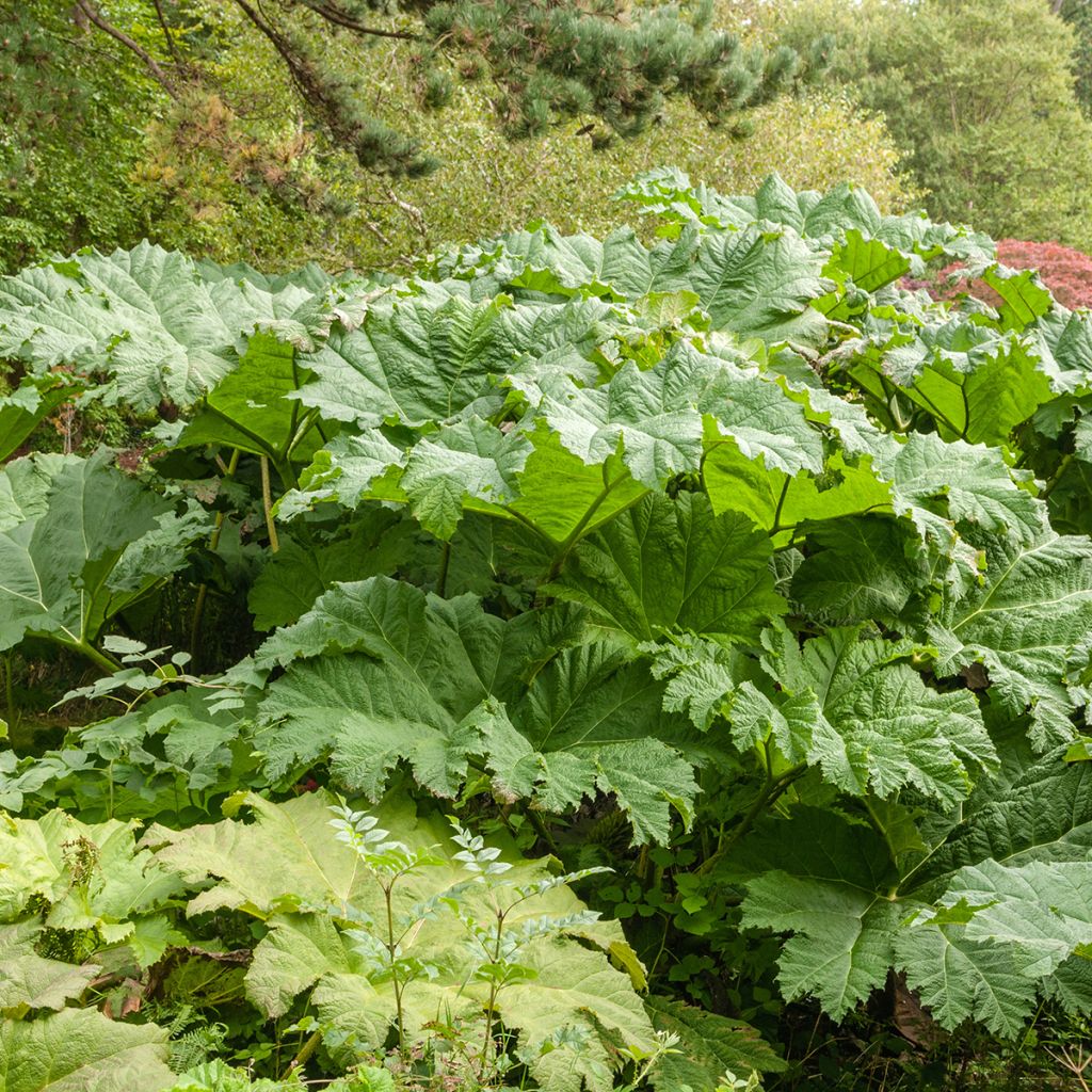 Gunnera tinctoria - Chilean Rhubarb