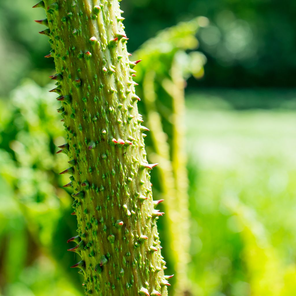 Gunnera tinctoria - Chilean Rhubarb