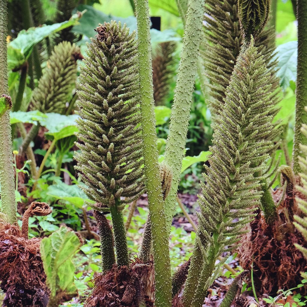 Gunnera tinctoria - Chilean Rhubarb