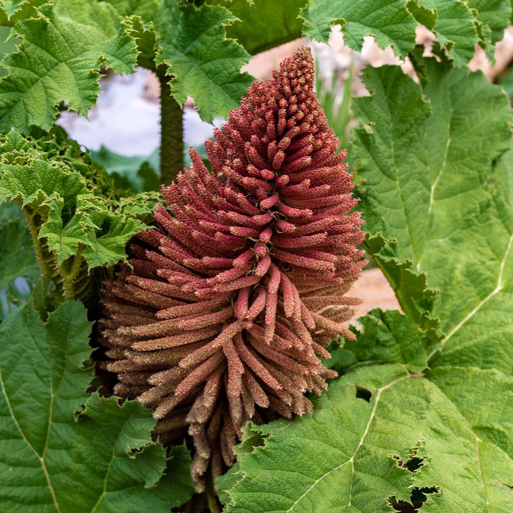 Gunnera tinctoria - Chilean Rhubarb