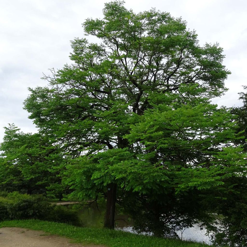 Gymnocladus dioica 