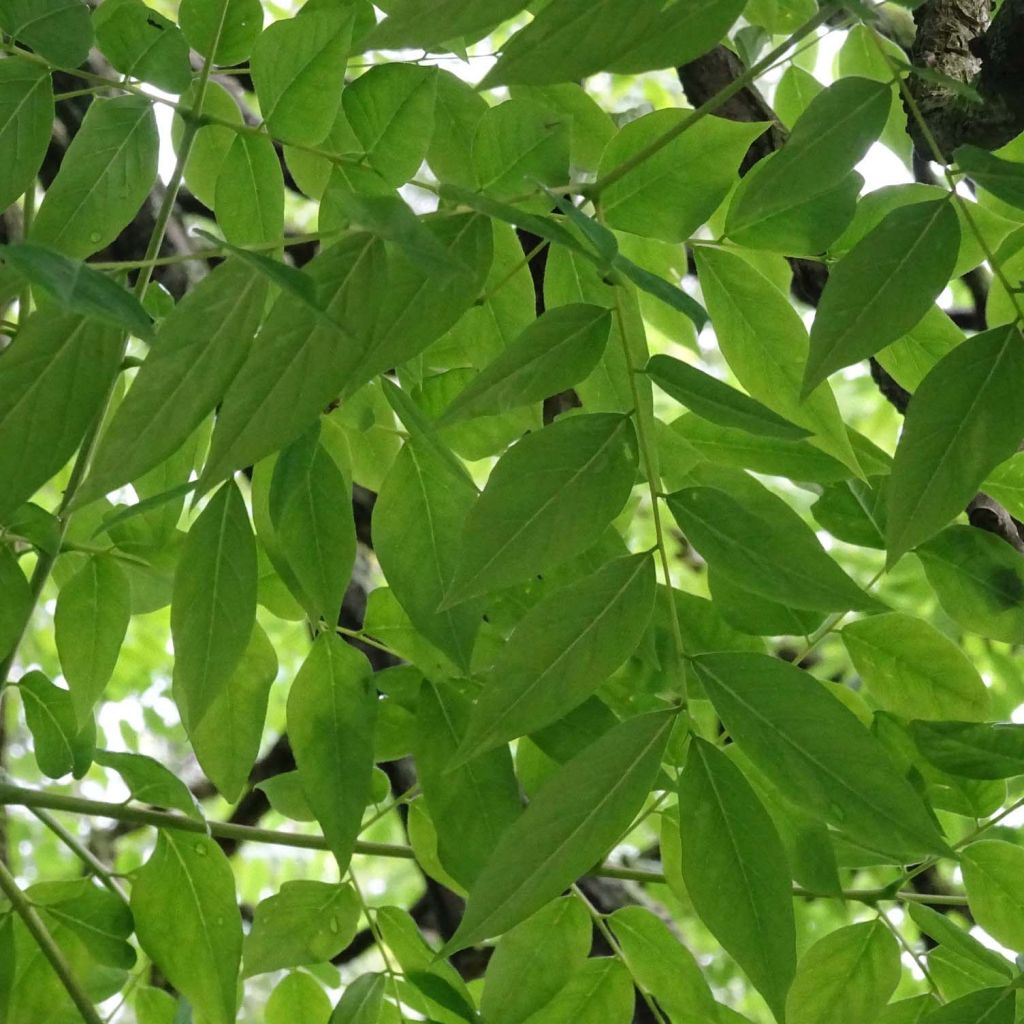 Gymnocladus dioica - Chicot du Canada