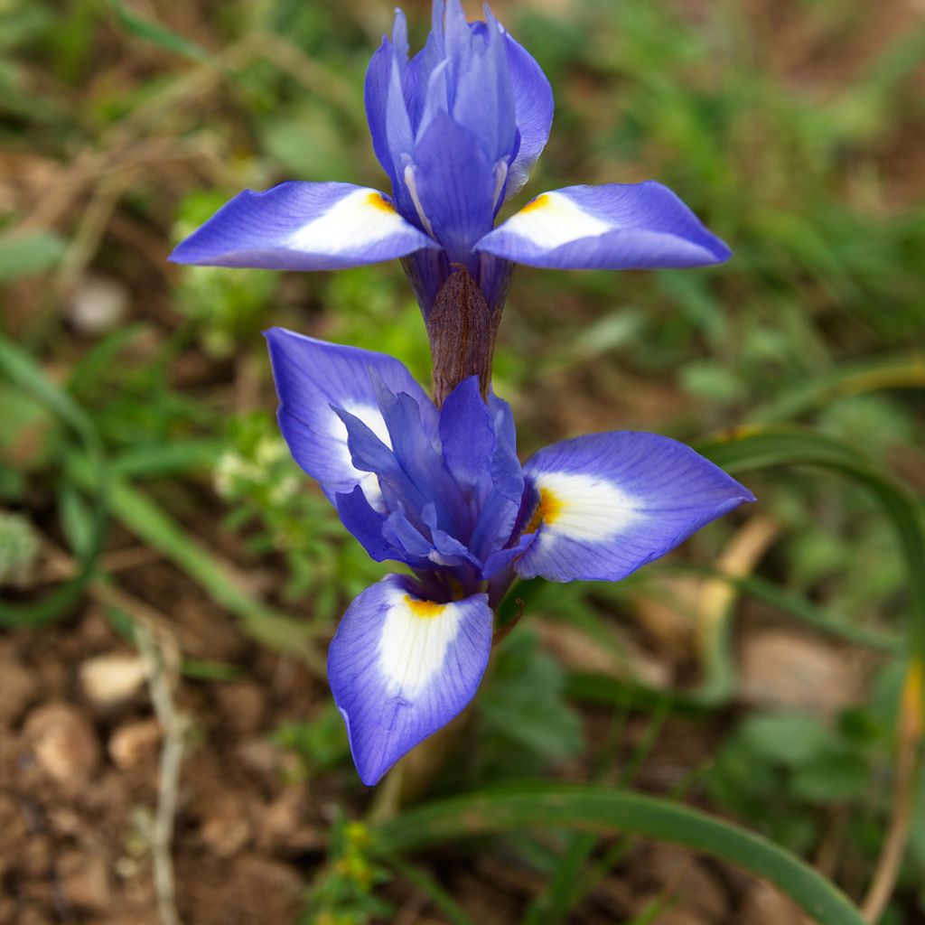 Gynandris sisyrinchium - Iris sisyrinchium