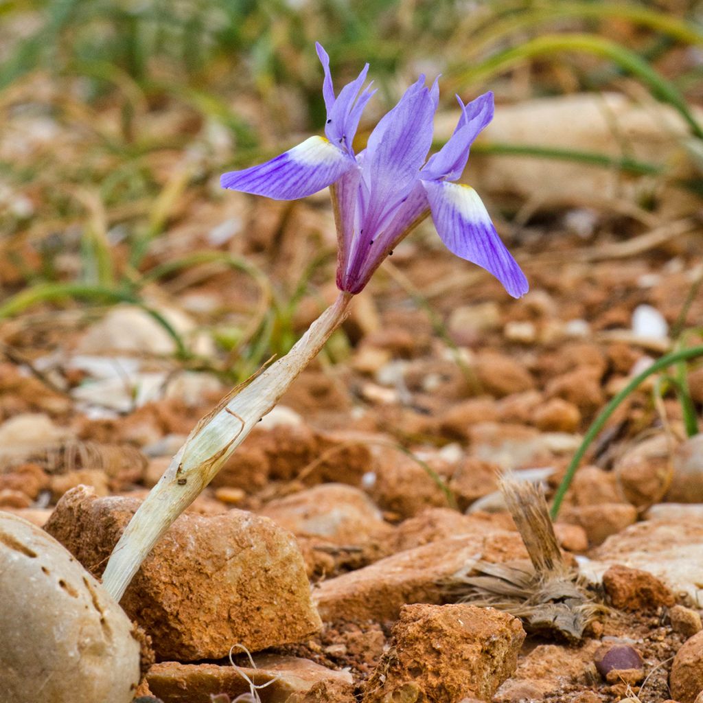 Gynandris sisyrinchium - Iris sisyrinchium