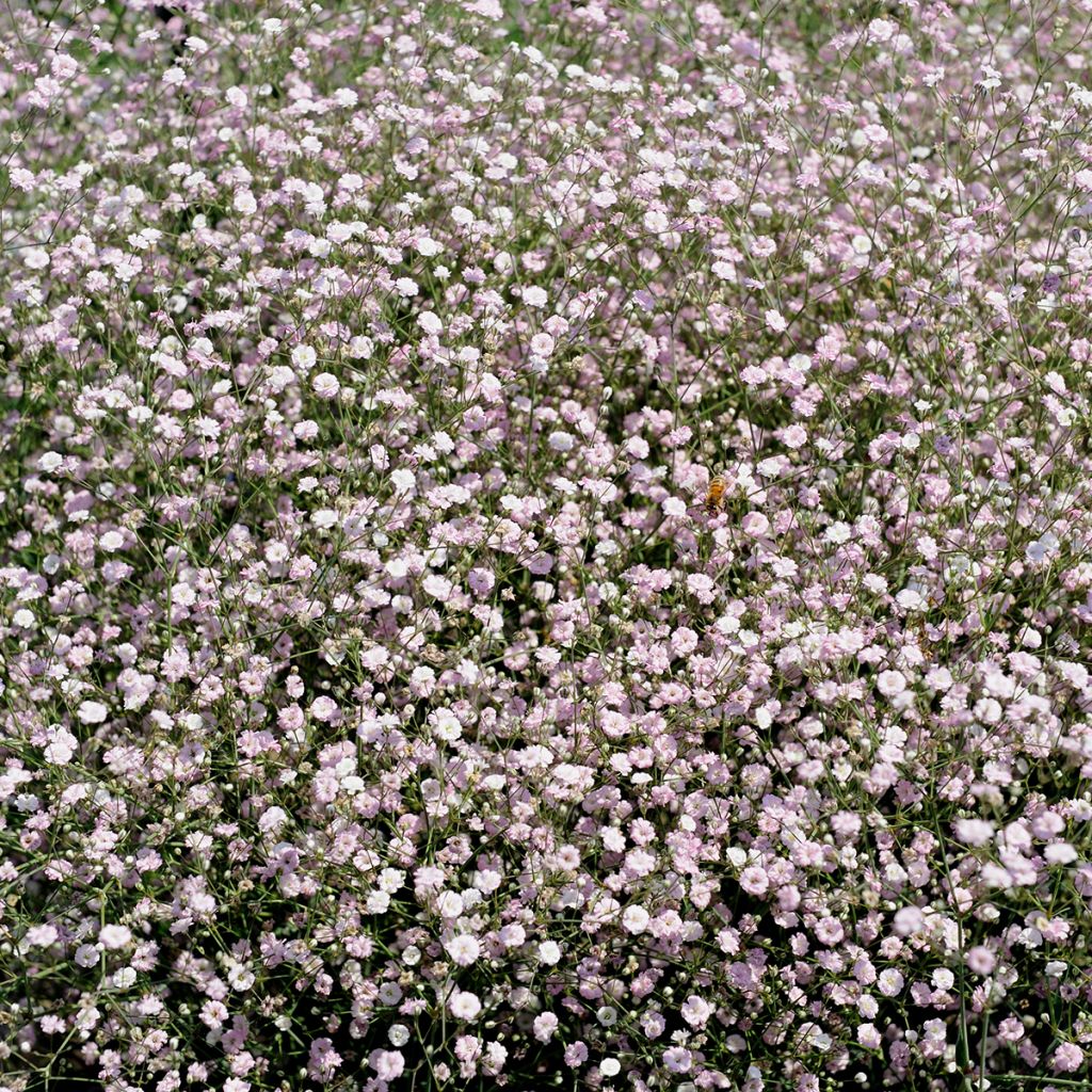 Gypsophila Rosenschleier