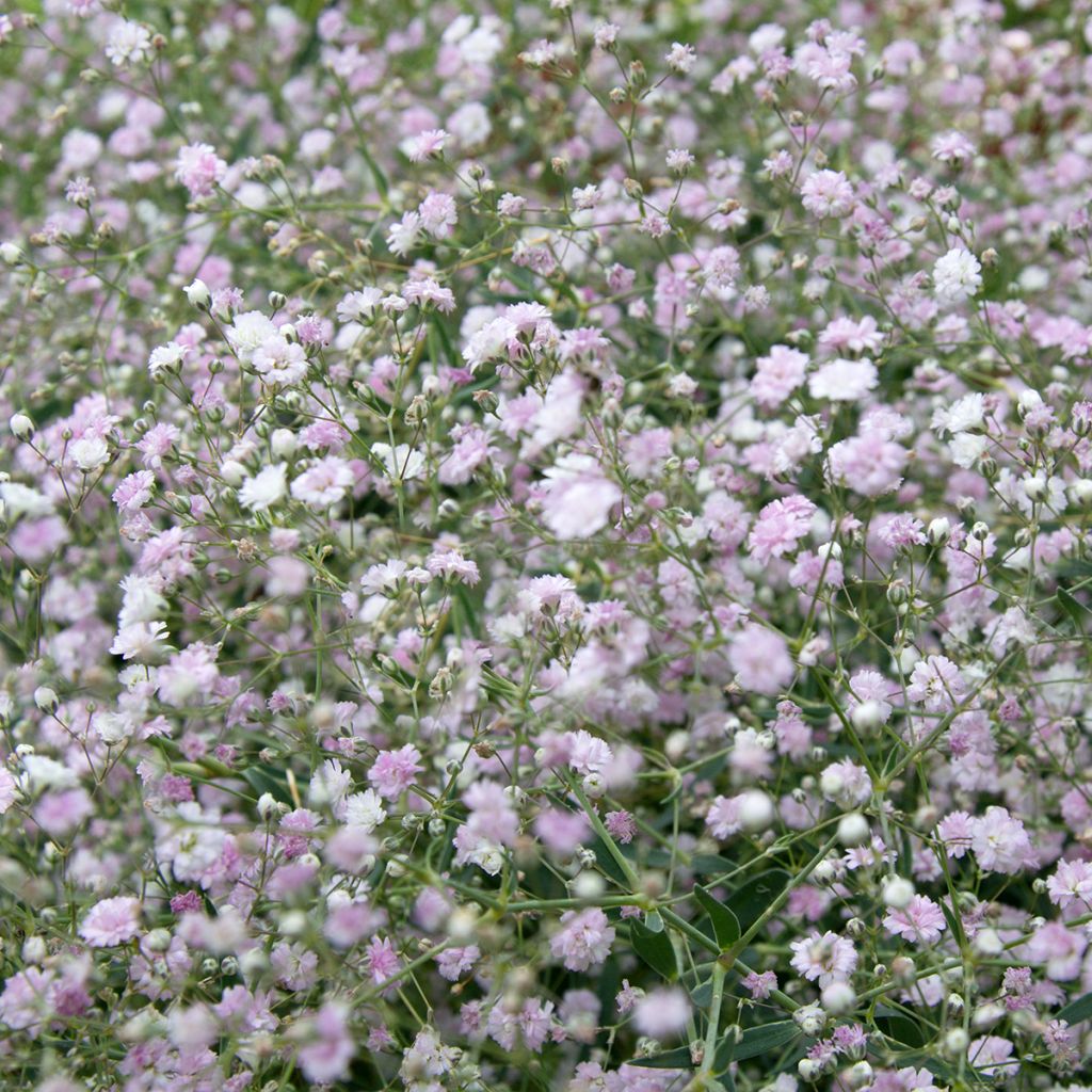 Gypsophila paniculata Bristol Fairy