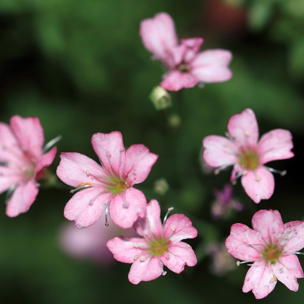 Gypsophila repens Rosa Schönheit