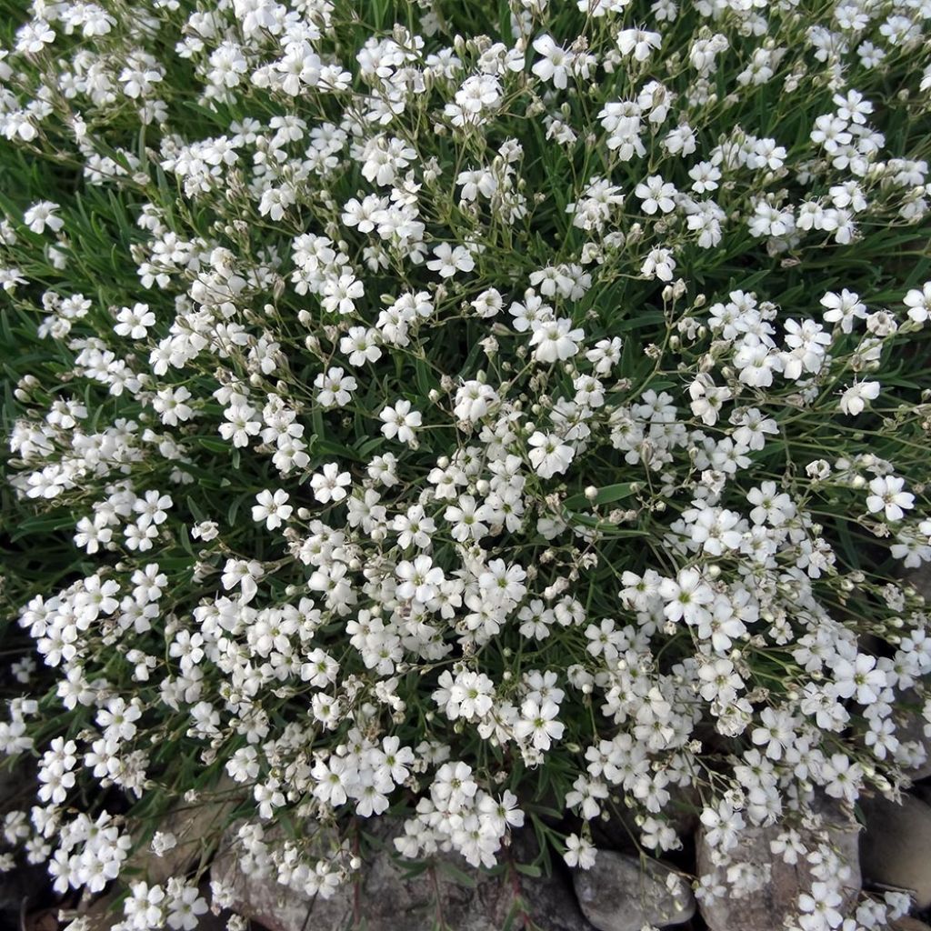 Gypsophile rampant White Angel - Gypsophila repens