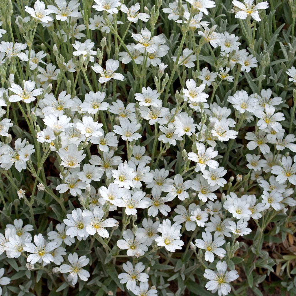 Gypsophila repens Alba