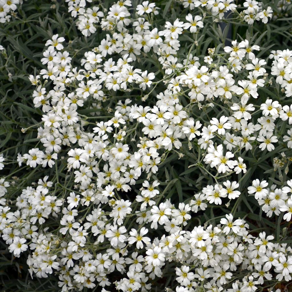 Gypsophila repens Alba