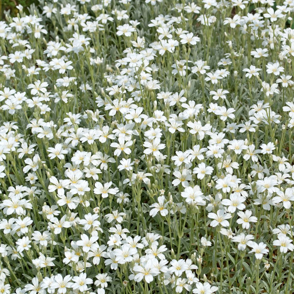 Gypsophila repens Alba