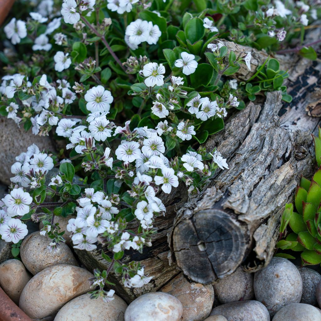 Gypsophila cerastioides