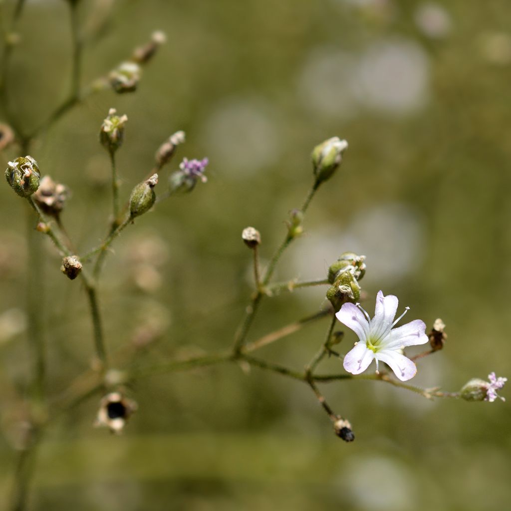 Gypsophile pacifica