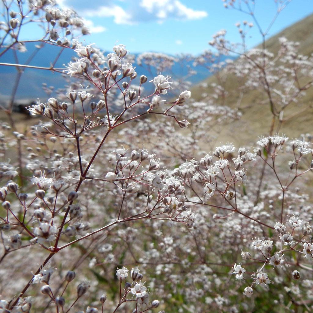 Gypsophile paniculata