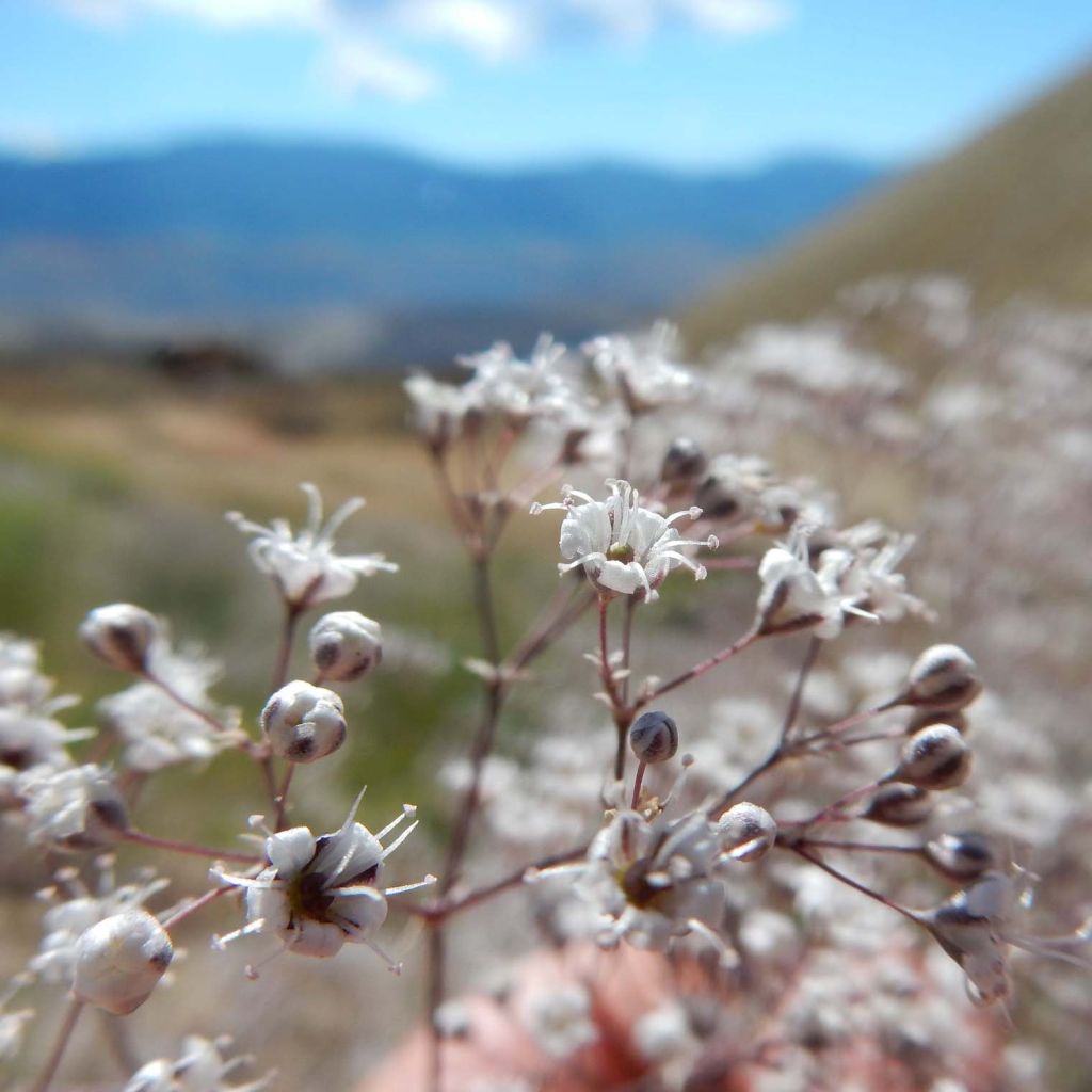 Gypsophile paniculata