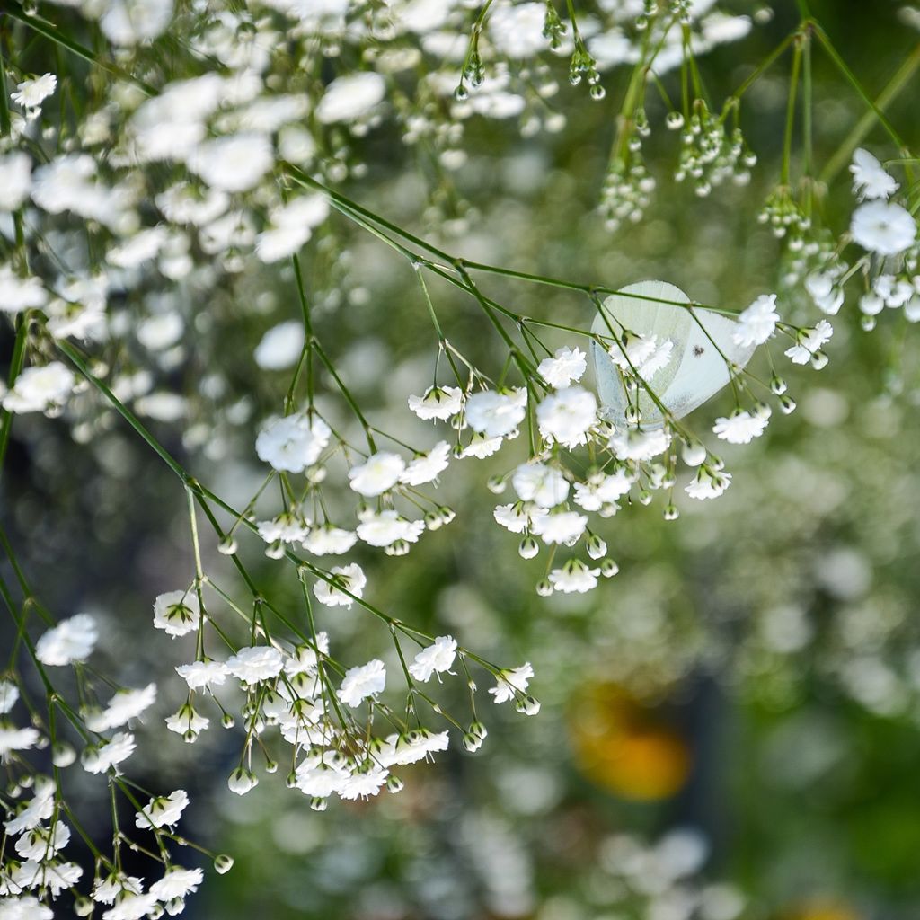 Gypsophila paniculata Schneeflocke