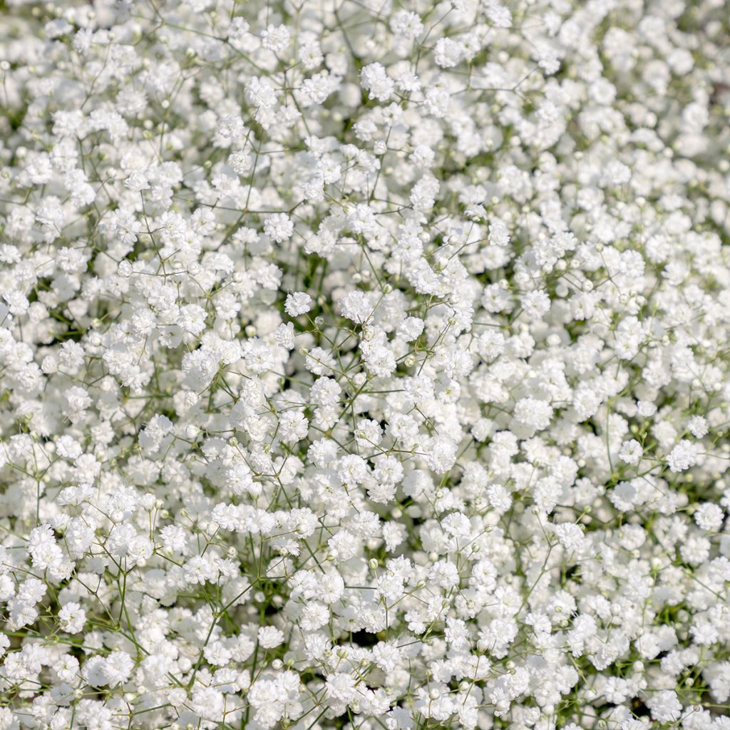 Gypsophila paniculata Snowflake