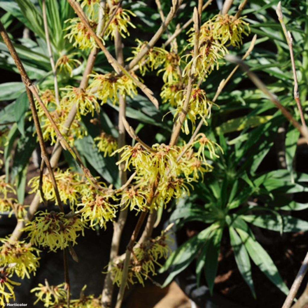 Hamamelis intermedia Arnold Promise - Noisetier de Sorcière