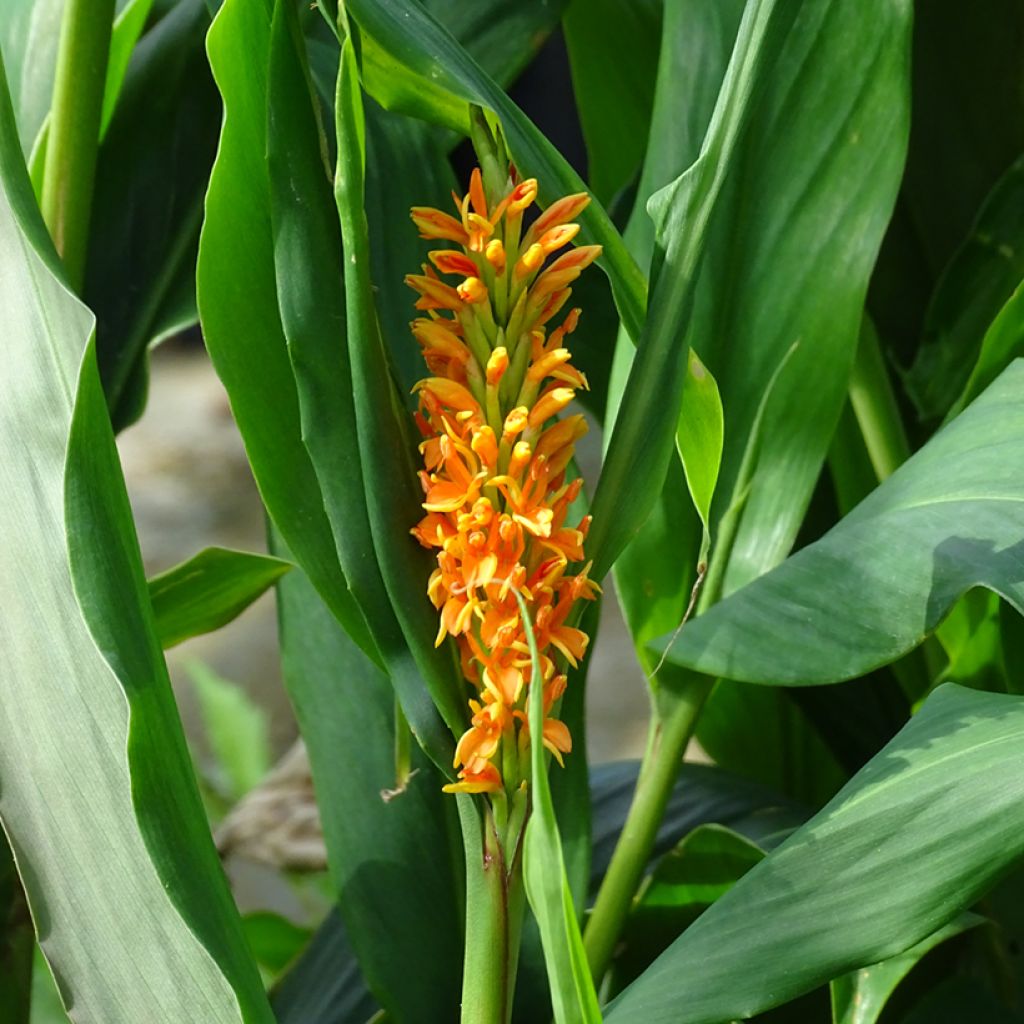 Hedychium densiflorum Assam Orange - Gingembre d'ornement  