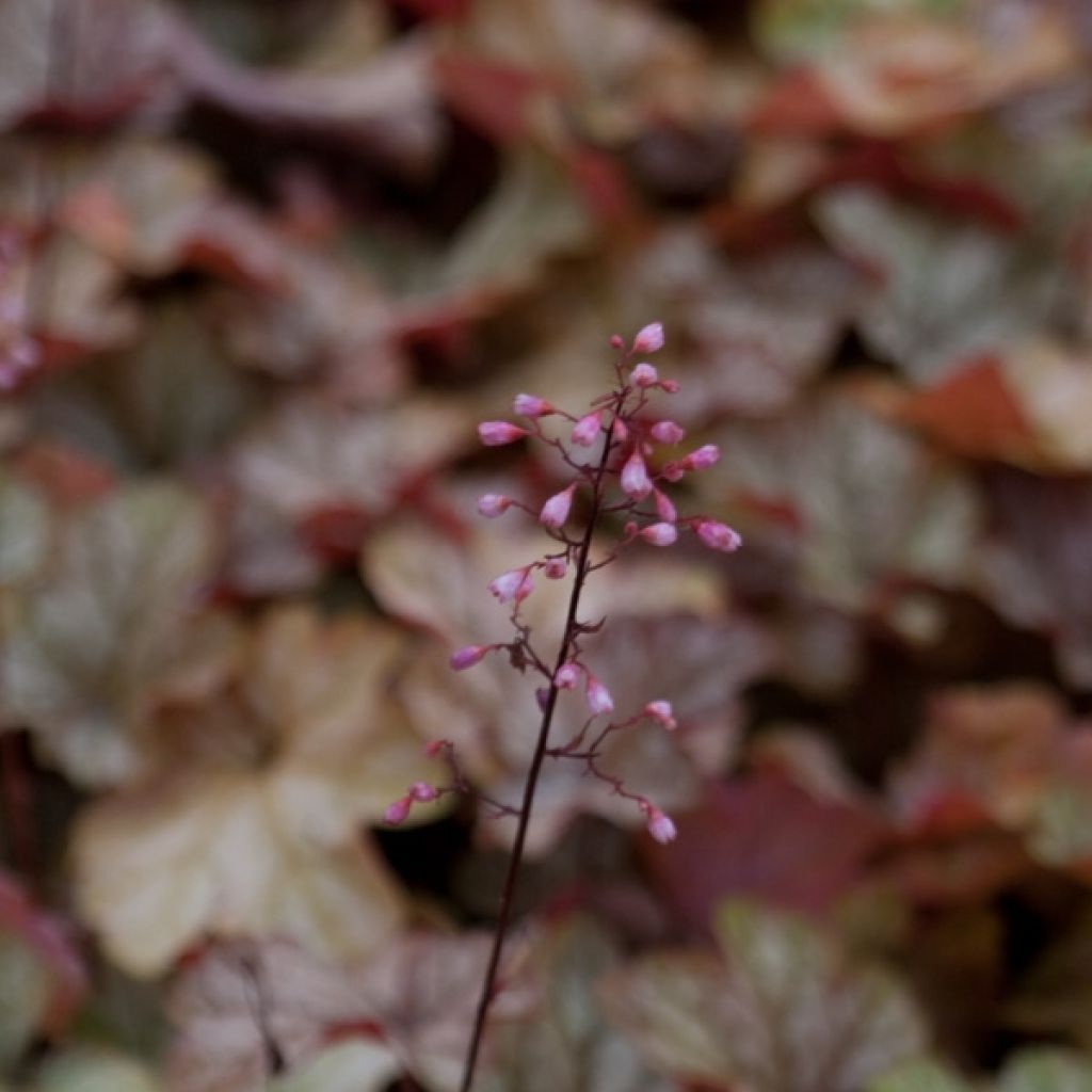 Heuchera Vienna