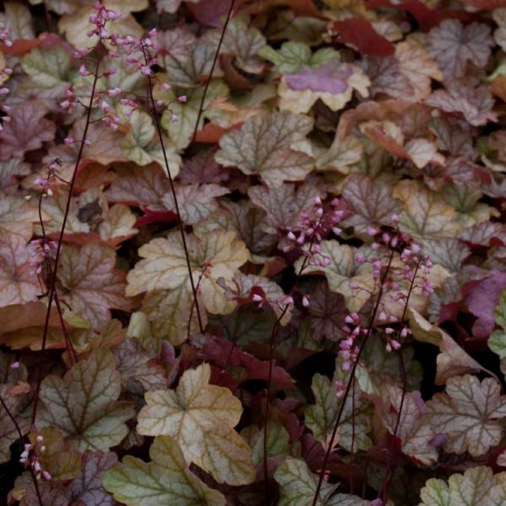 Heuchera Vienna