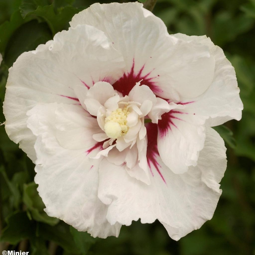 Hibiscus syriacus French point