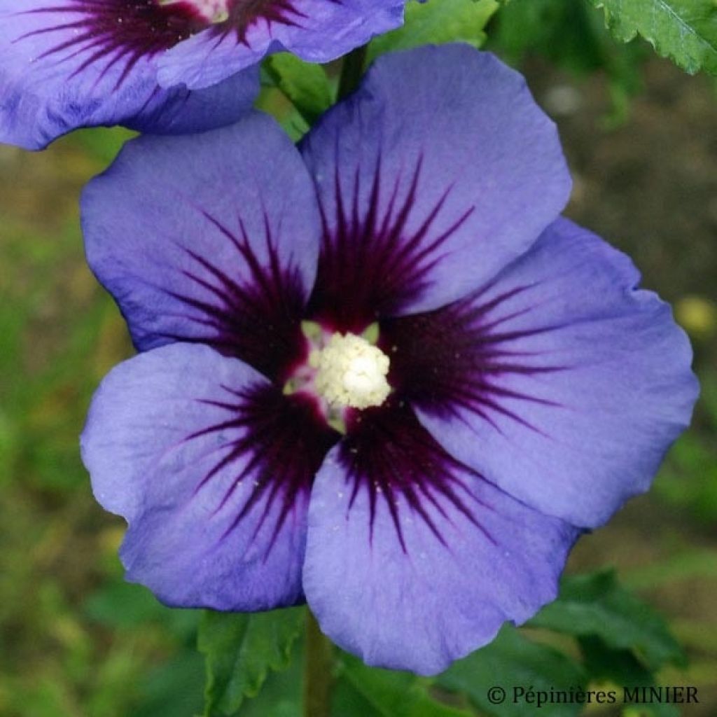 Hibiscus syriacus Ultramarine 'Minultra'