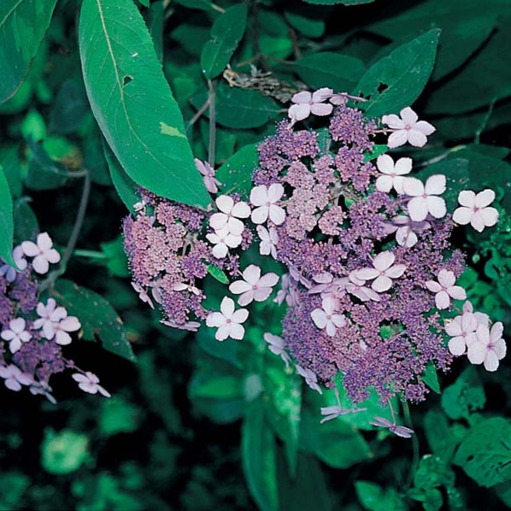 Hydrangea aspera Villosa