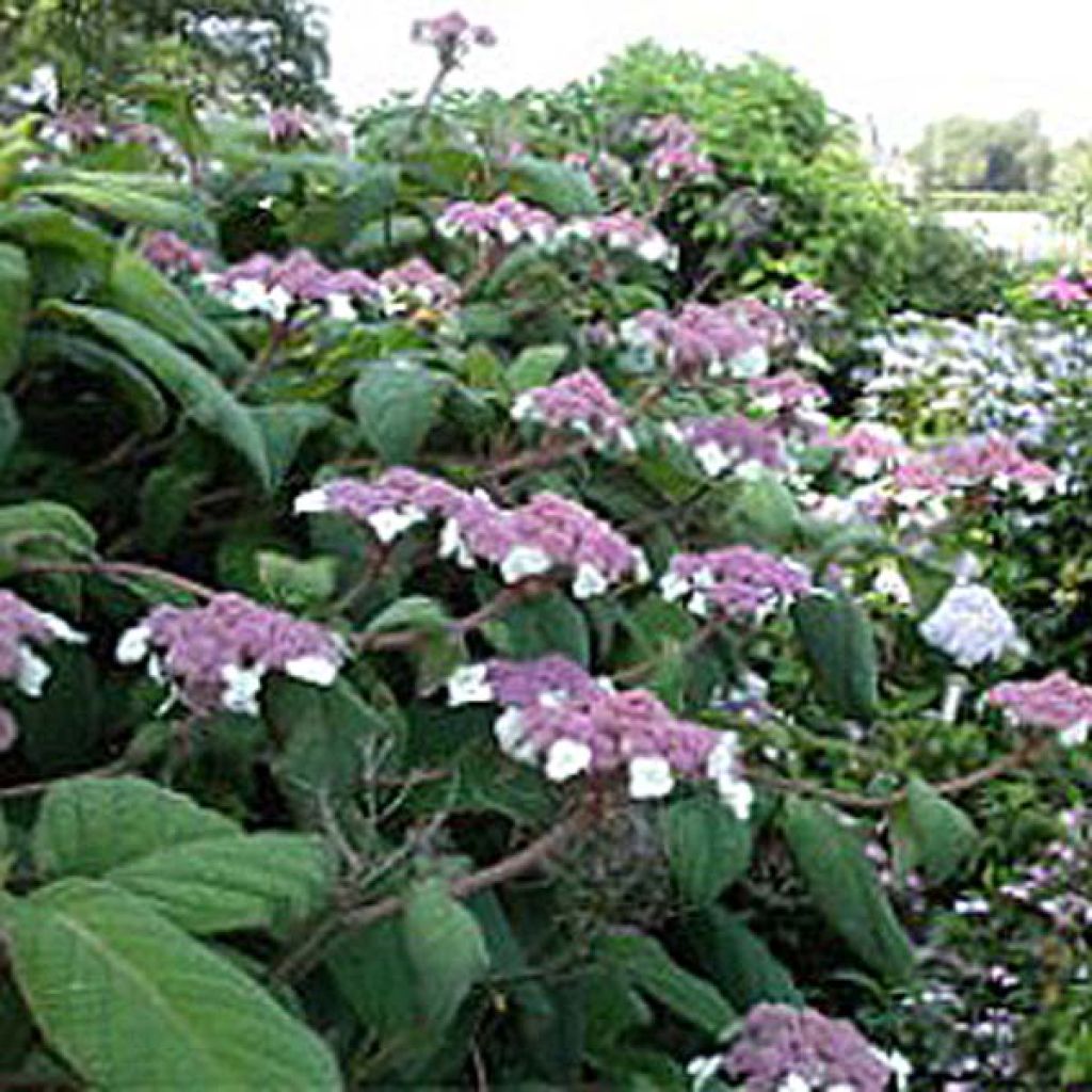 Hydrangea aspera Macrophylla