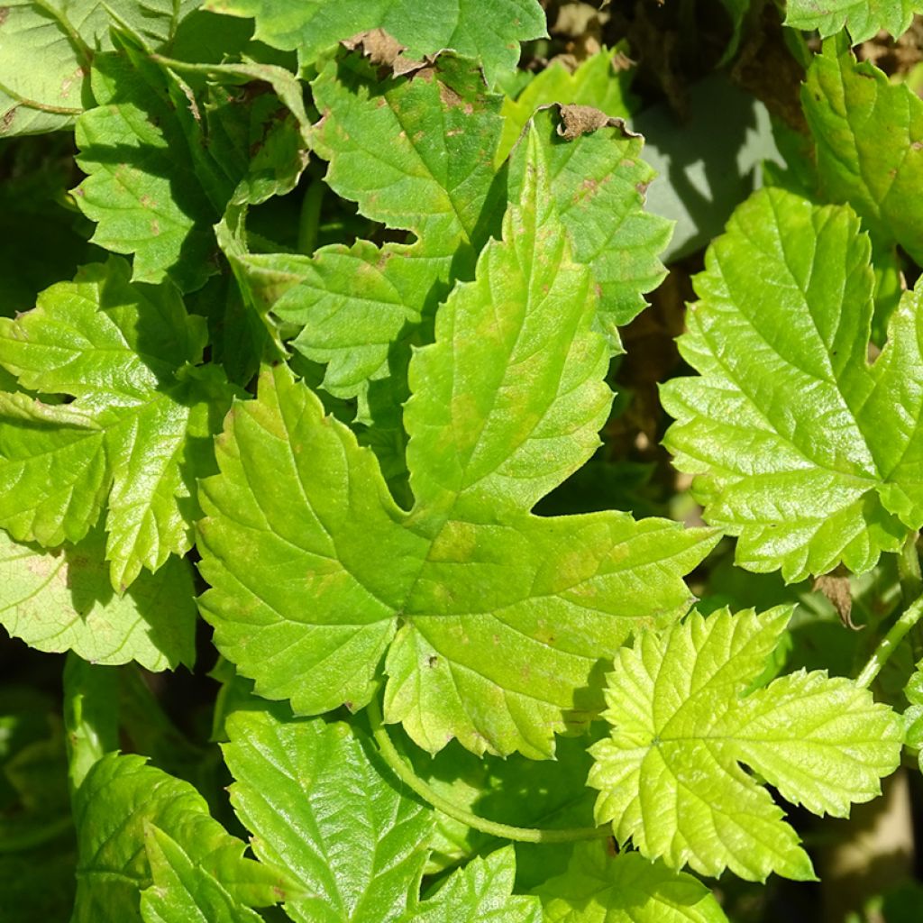 Houblon - Humulus lupulus