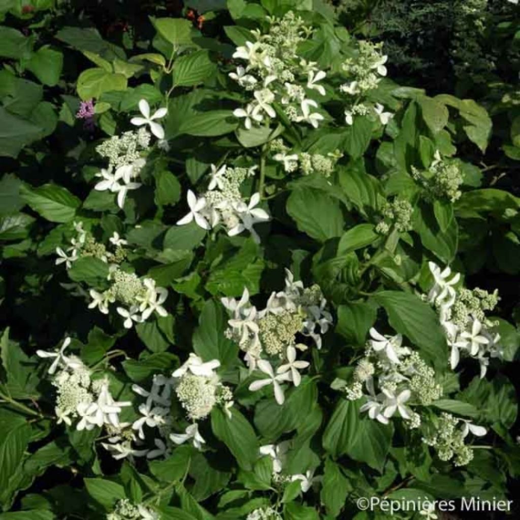 Hydrangea paniculata Great Star Le Vasterival