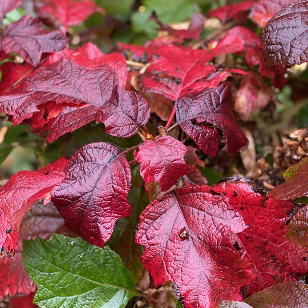 Hydrangea quercifolia Snowcicle