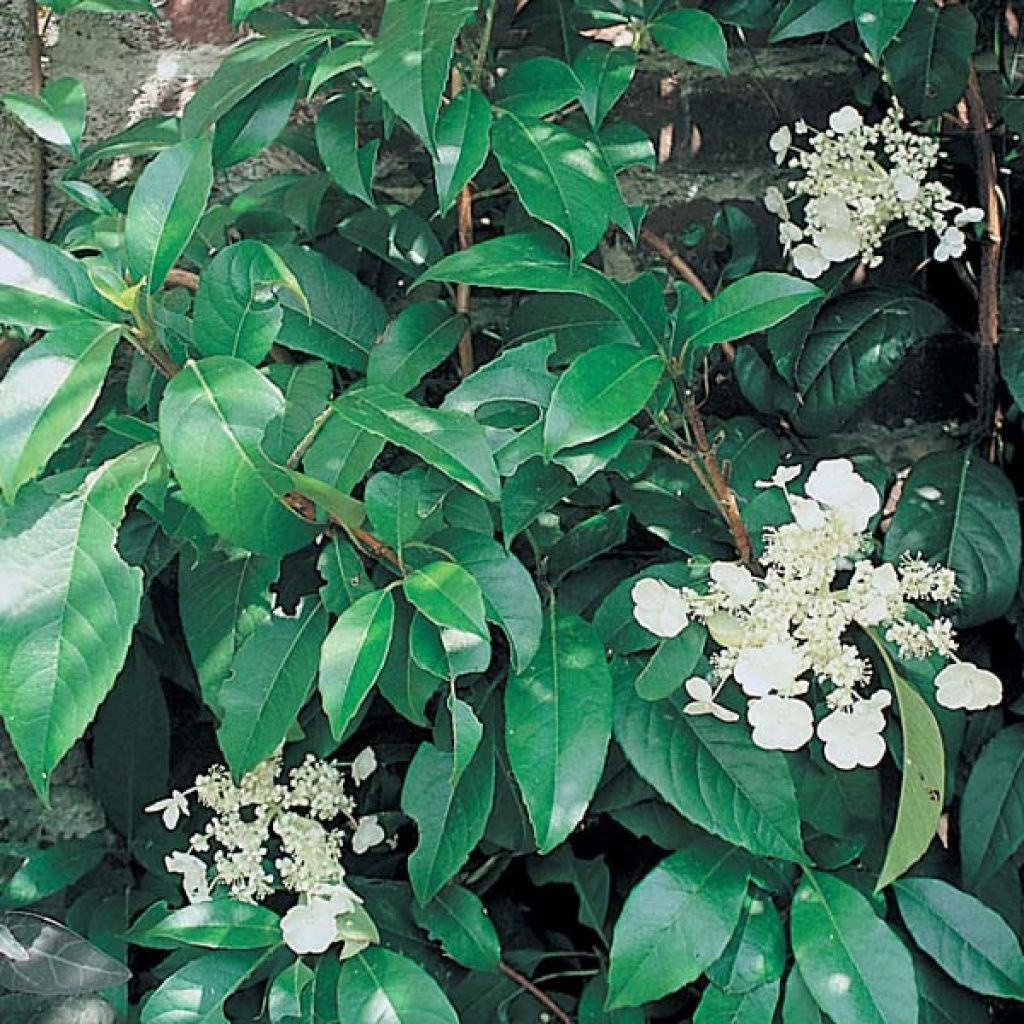 Hydrangea seemanii - Climbing Hydrangea
