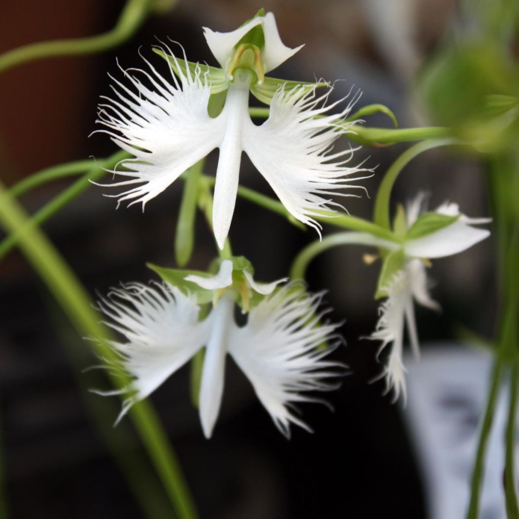 Habenaria radiata - Orchidée colombe