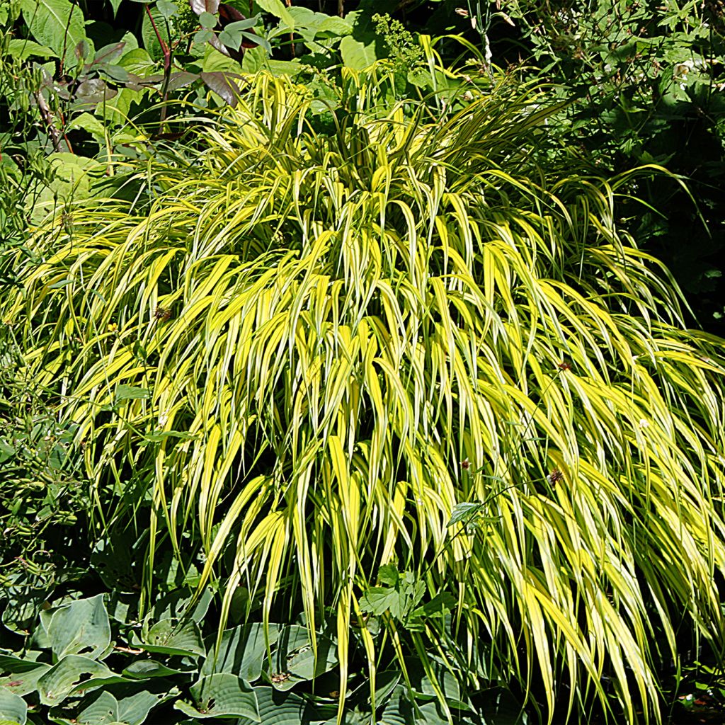 Herbe du Japon - Hakonechloa macra Aureola