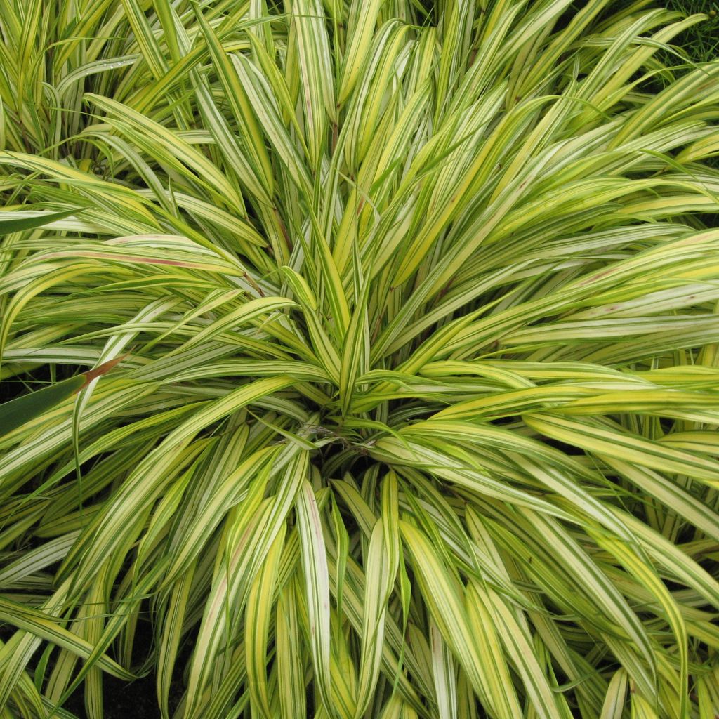 Herbe du Japon - Hakonechloa macra Aureola