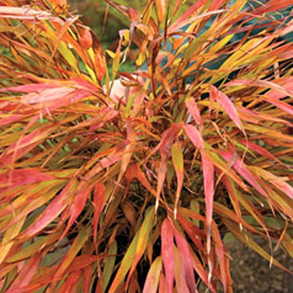 Herbe du Japon - Hakonechloa macra Nicolas