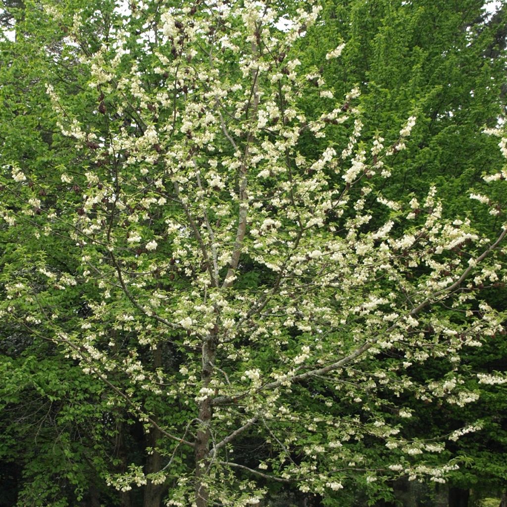 Halesia carolina UConn - Arbre aux cloches d'argent