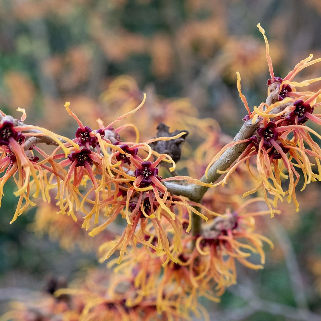 Hamamelis intermedia Jelena - Witch Hazel