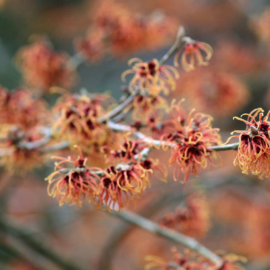 Hamamelis intermedia Jelena - Witch Hazel