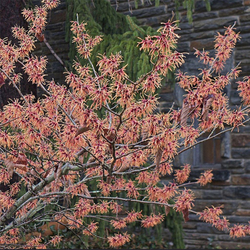 Hamamelis (x) intermedia Feuerzauber - Noisetier de sorcière