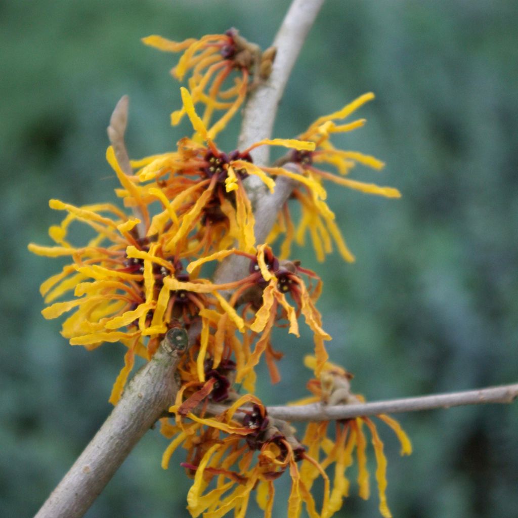 Hamamelis x intermedia Orange Peel - Witch Hazel