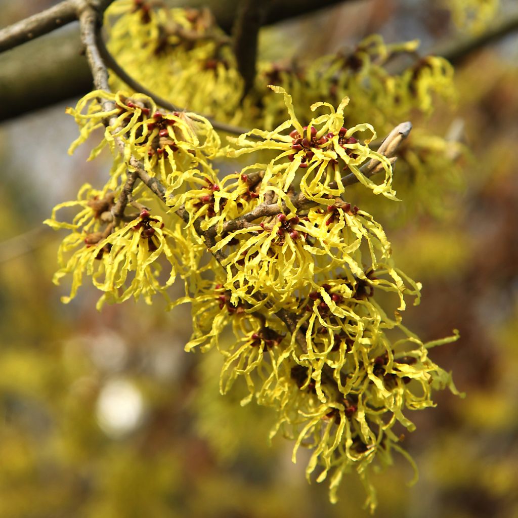 Hamamelis virginiana - Virginian Witch Hazel